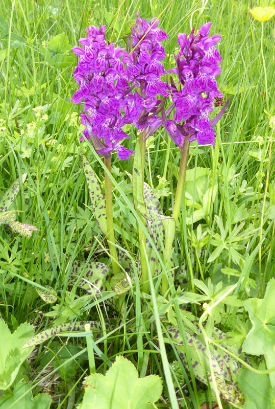 quale Dachtylorhiza ?......Passo Staulanza